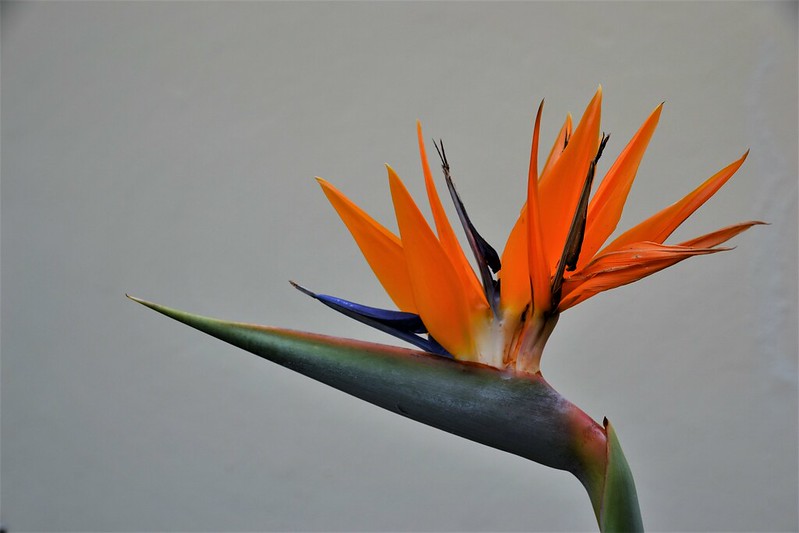 Bird of Paradise (Strelitzia reginae)