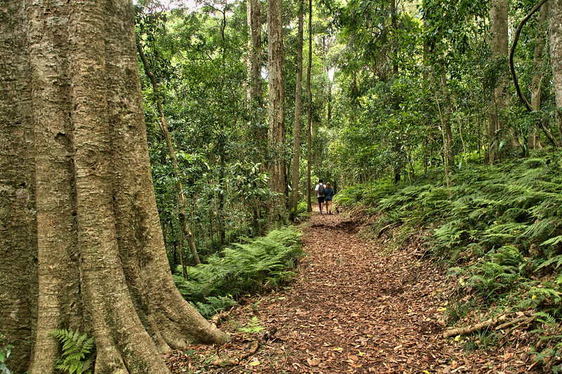 Bunya Mountains National Park, Queensland