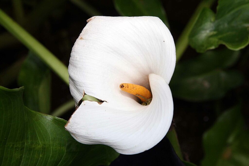 Calla Lily (Zantedeschia spp.)