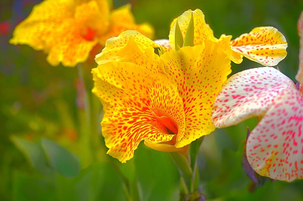 Canna Lily (Canna spp.)