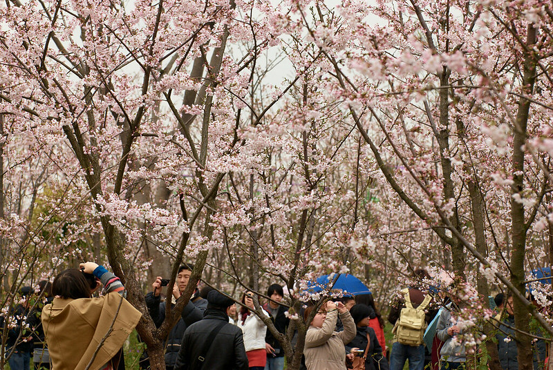 Cherry Blossom Festival – Japan