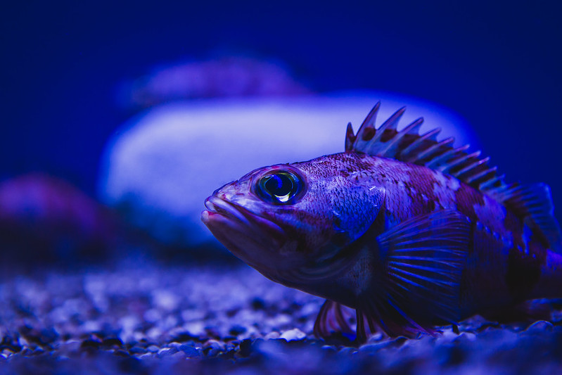 Myth: Deep-Sea Fish Cannot Survive at Surface Levels