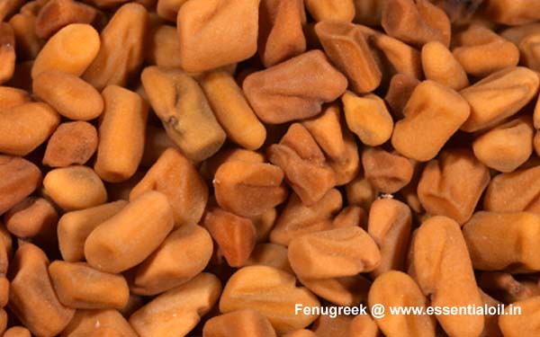 Fenugreek