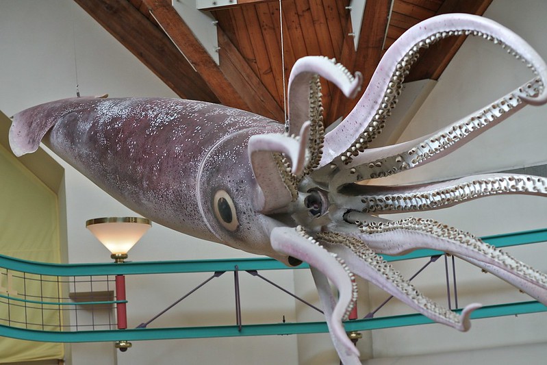 Myth: Giant Squids are Just Myths