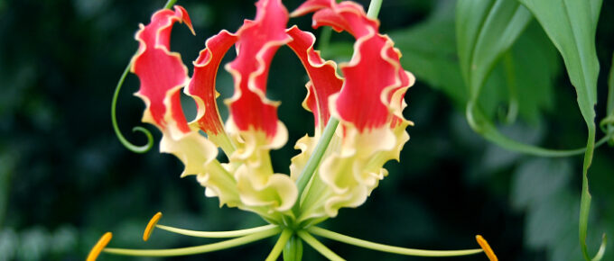 Gloriosa Lily (Gloriosa superba)