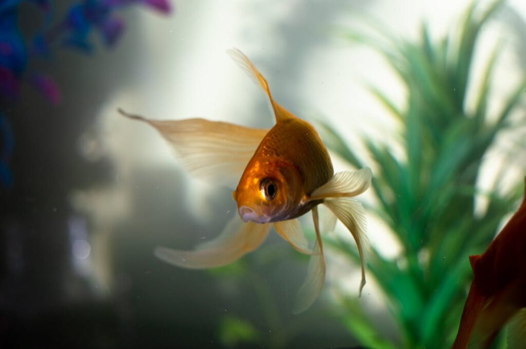 Goldfish have a three-second memory.