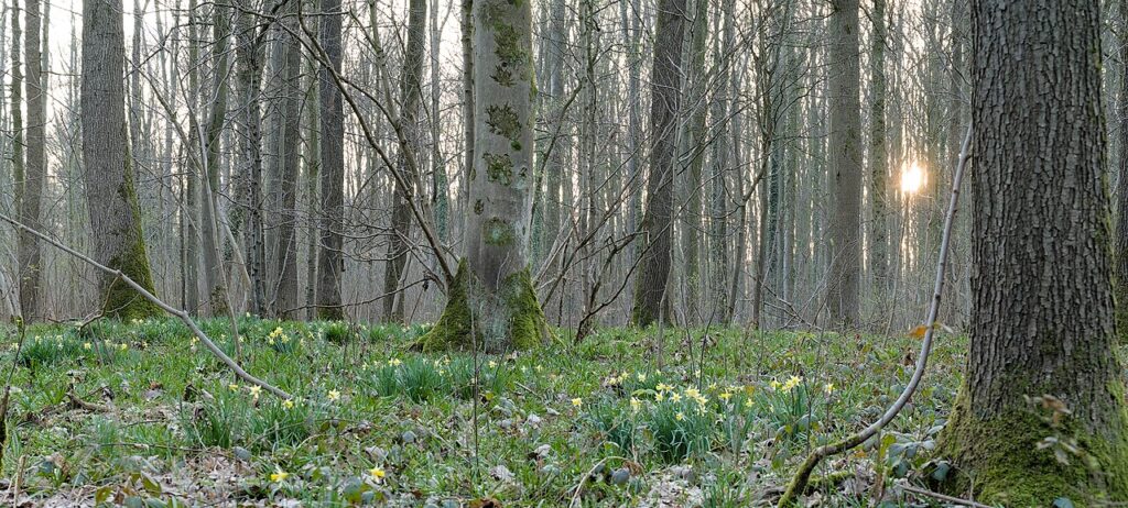 Hallerbos Forest, Belgium