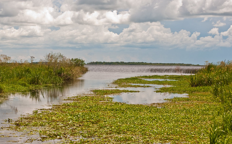 Ibera Wetlands, Argentina