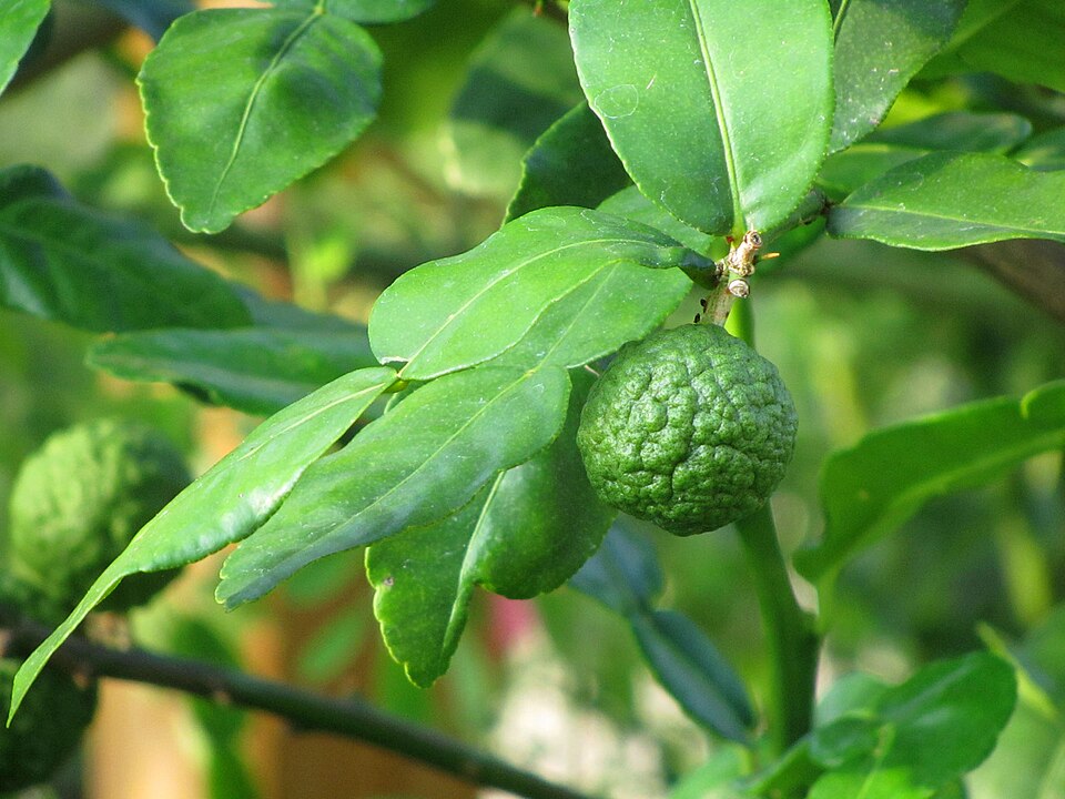 Kaffir Lime Leaves