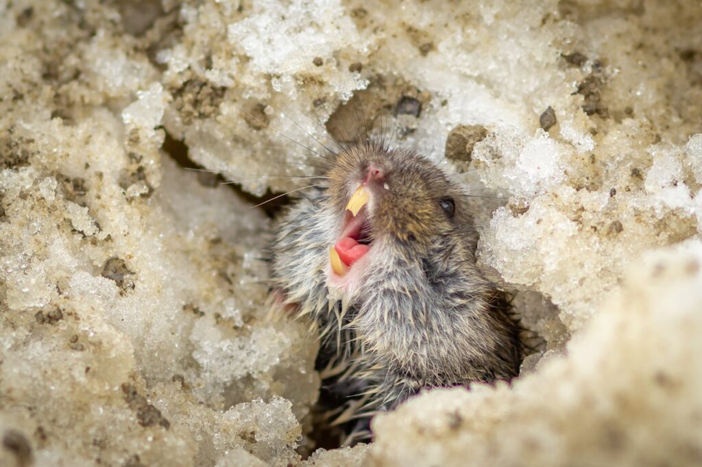 Lemmings commit mass suicide.