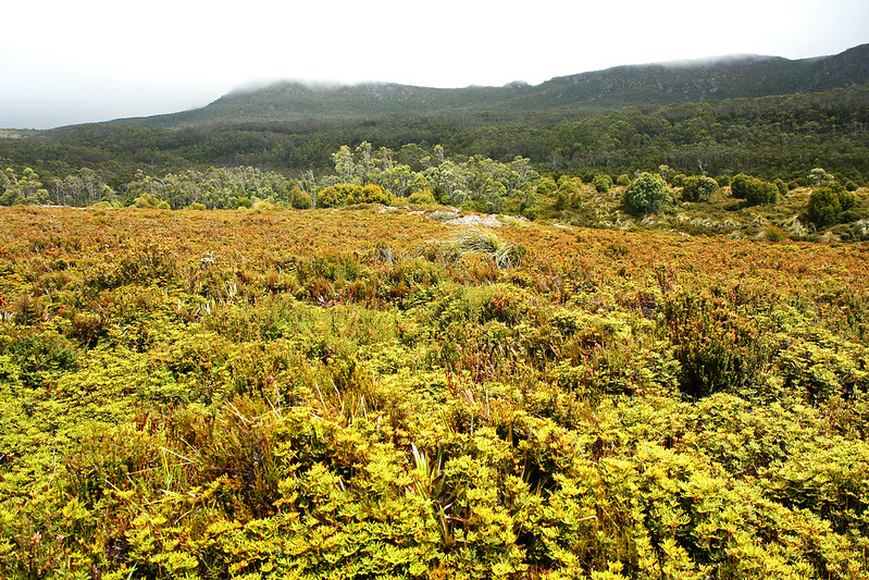 Mt Field National Park, Tasmania