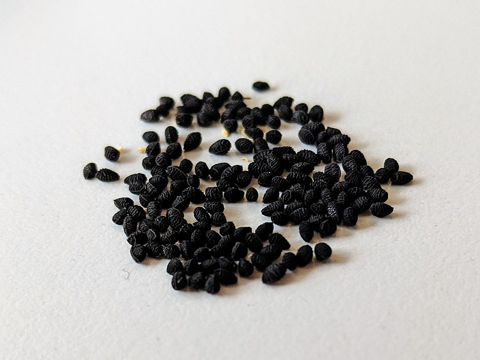 Nigella Seeds