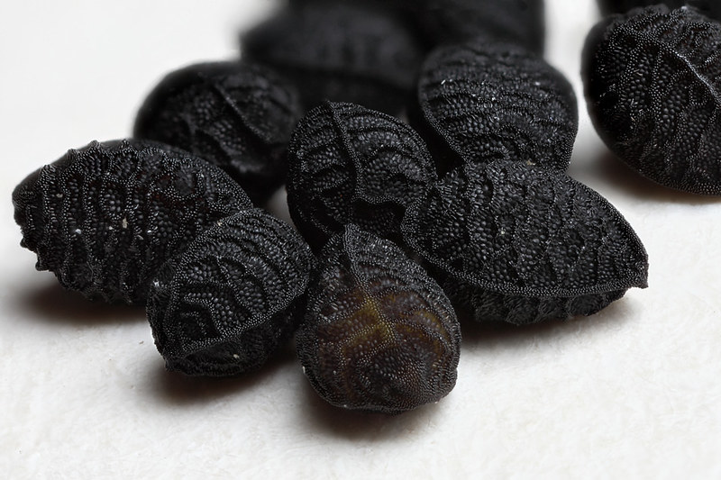 Nigella Seeds