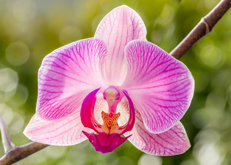 Orchid (Orchidaceae)