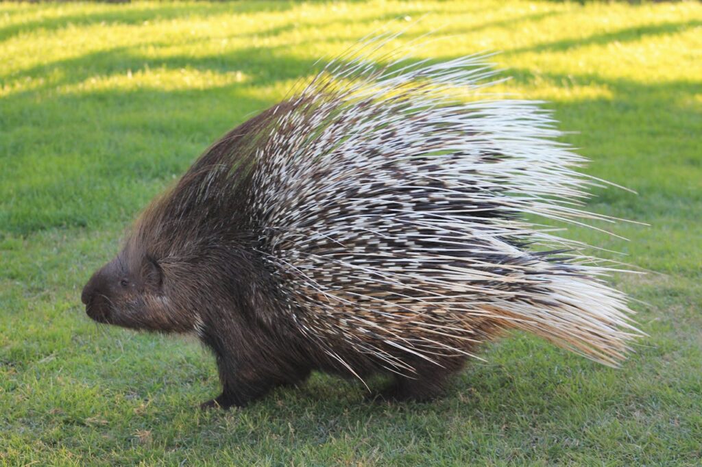 Porcupines shoot their quills.