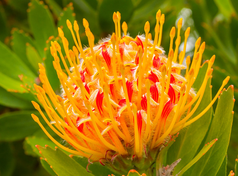 Protea (Protea spp.)