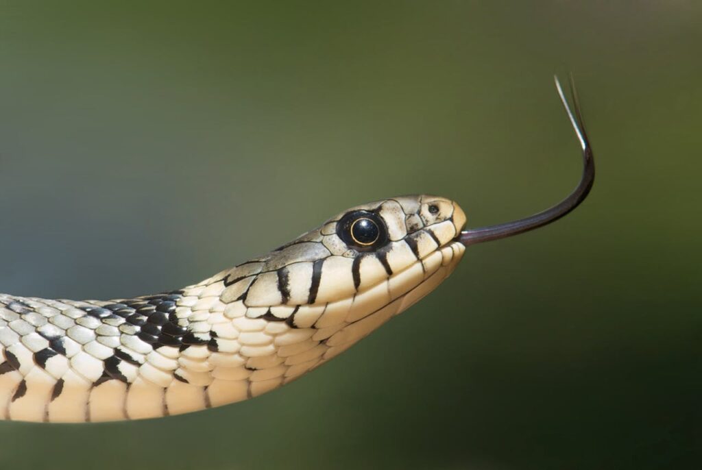 Snakes can hypnotize their prey.