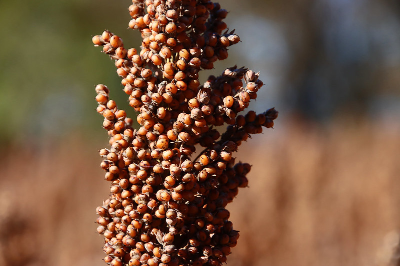 Sorghum