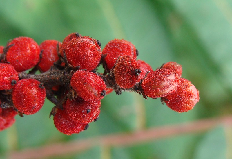 Sumac