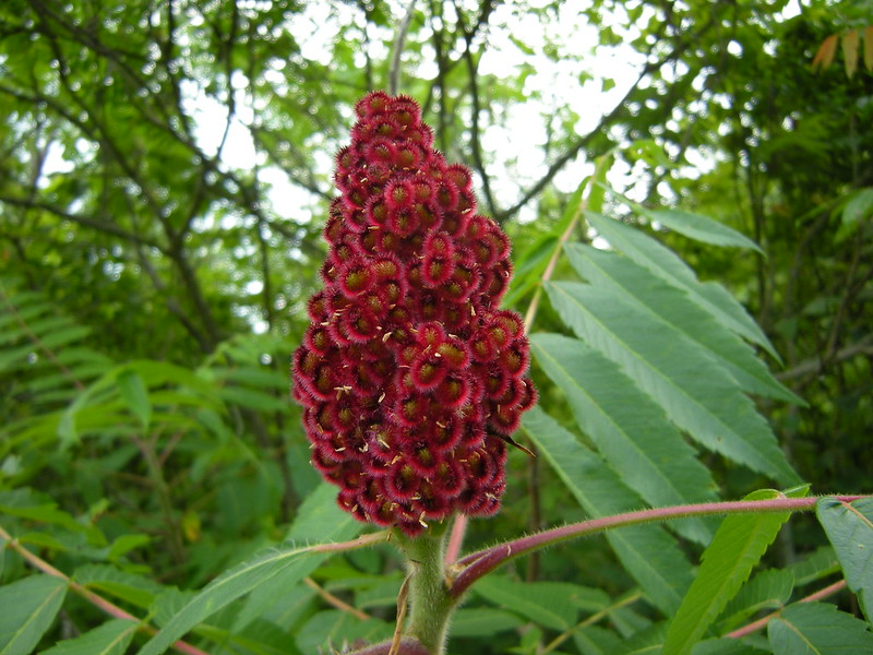 Sumac