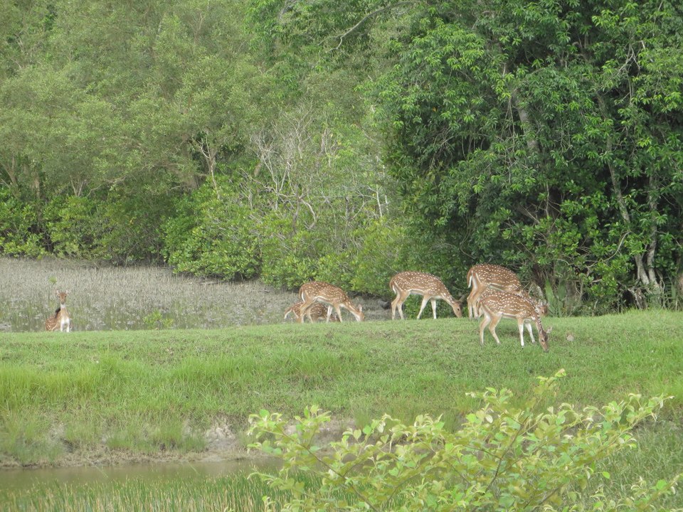 Sundarbans, Bangladesh/India