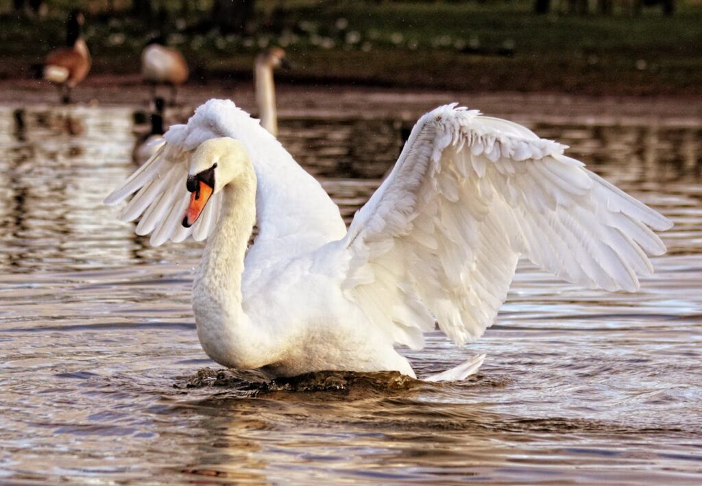 Swans sing when they are dying.