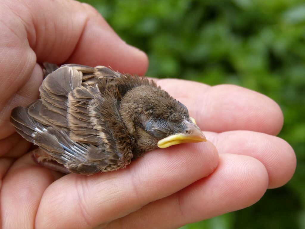 Touching a baby bird will make its mother reject it.