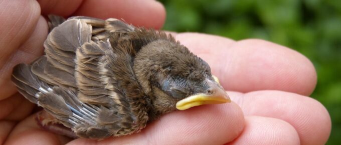 Touching a baby bird will make its mother reject it.