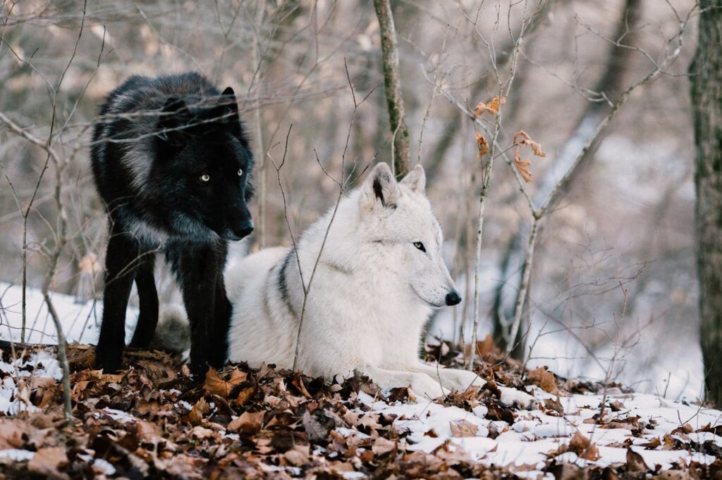 Wolves howl at the moon.