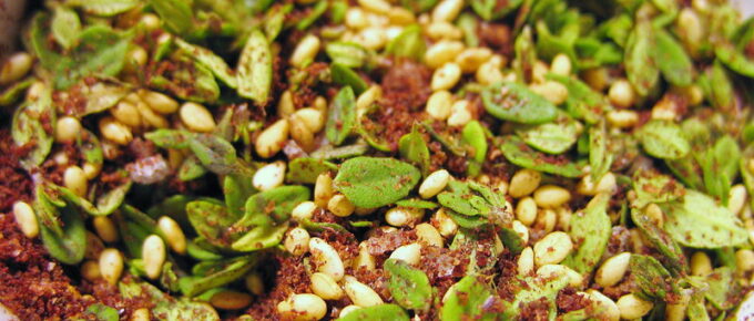 Za’atar