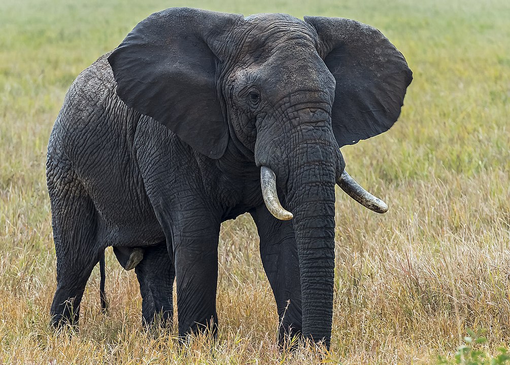 African Elephants