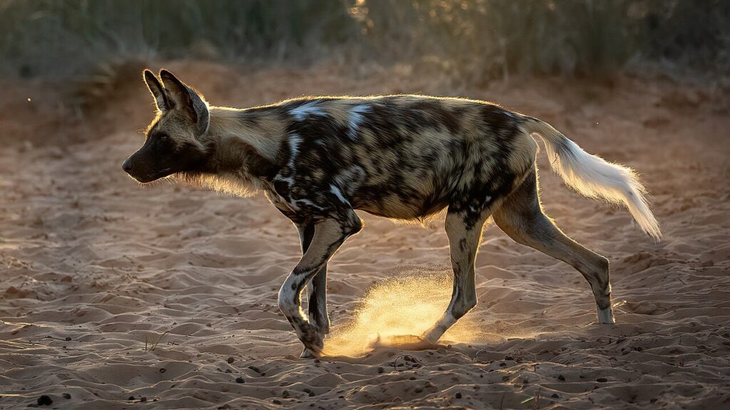 African Wild Dogs