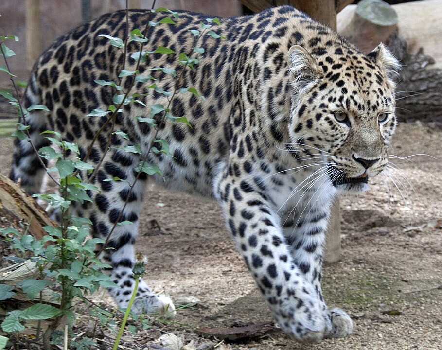 Amur Leopards