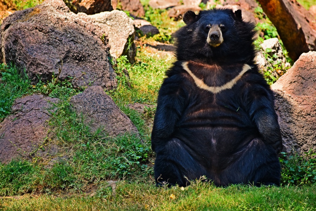 Asiatic Black Bears