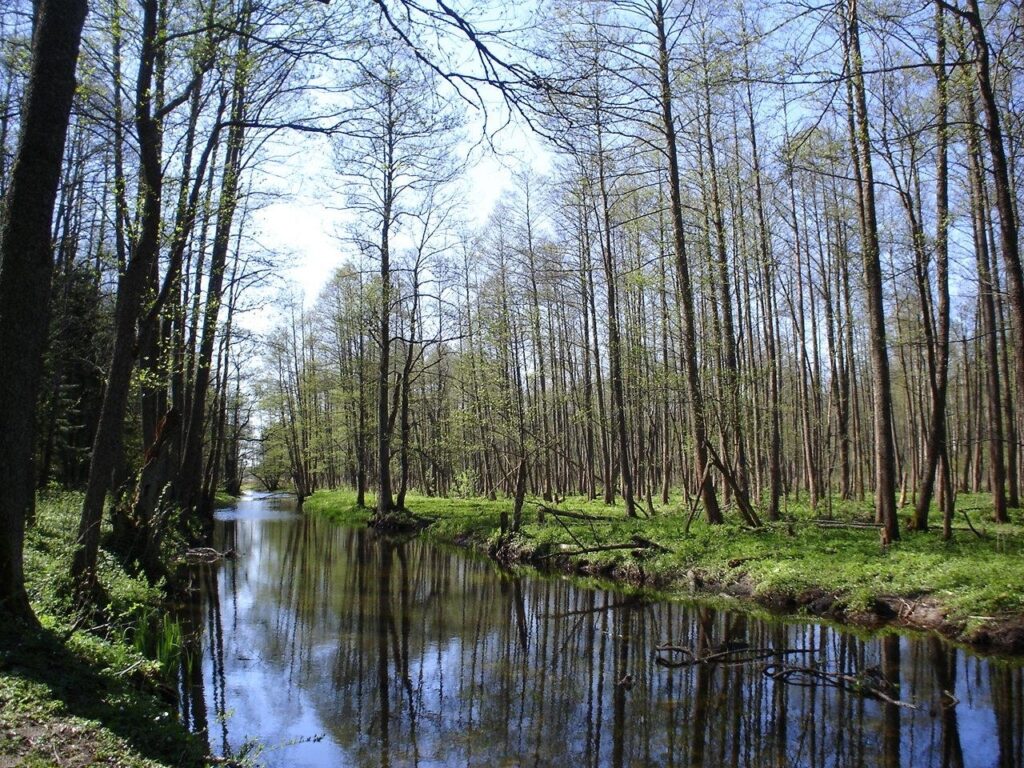 Białowieża Forest, Poland/Belarus