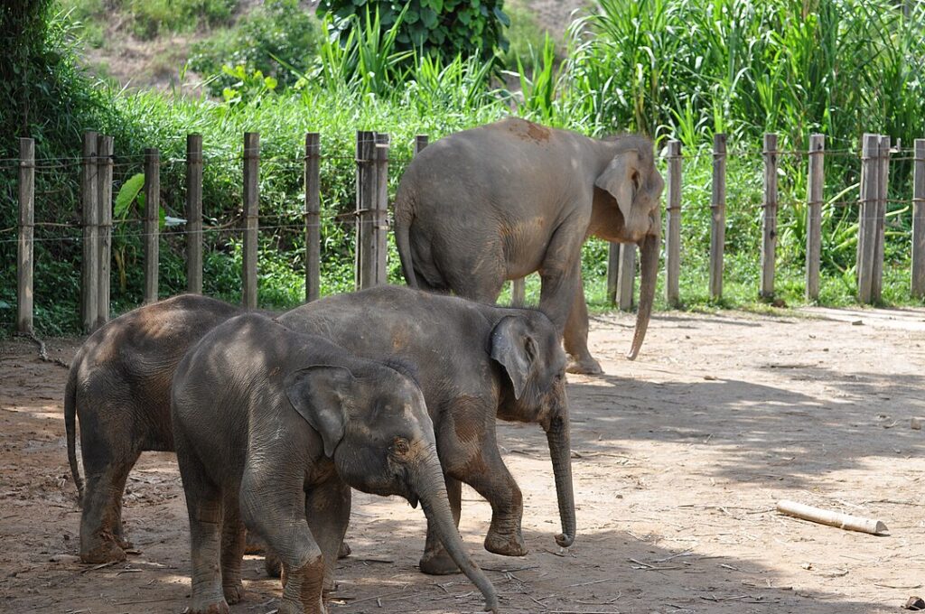 Borneo Pygmy Elephants