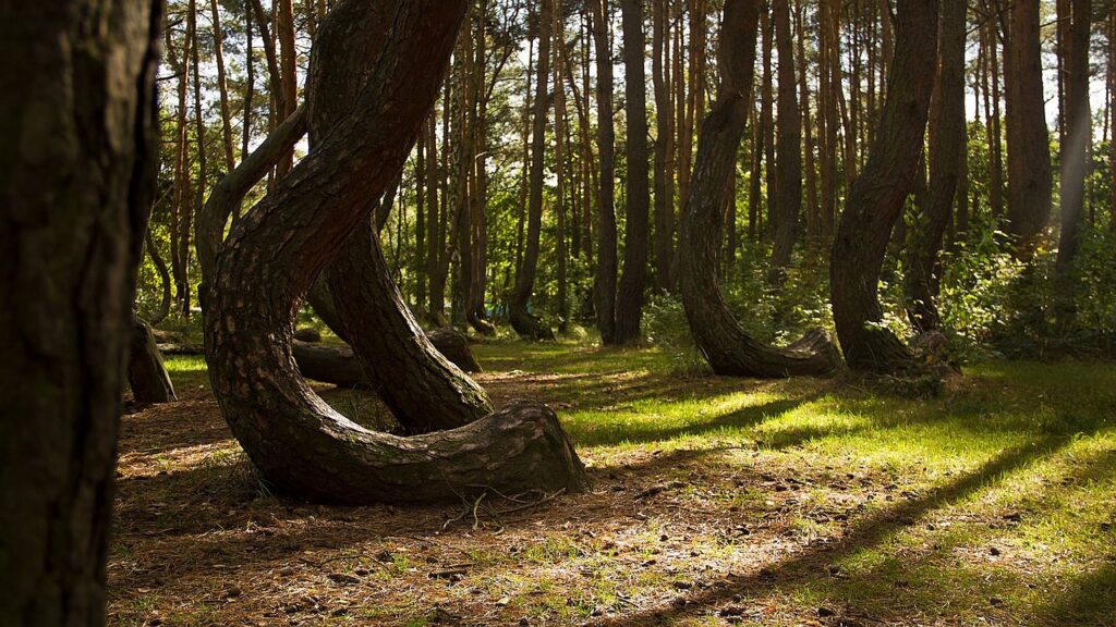 Crooked Forest, Poland