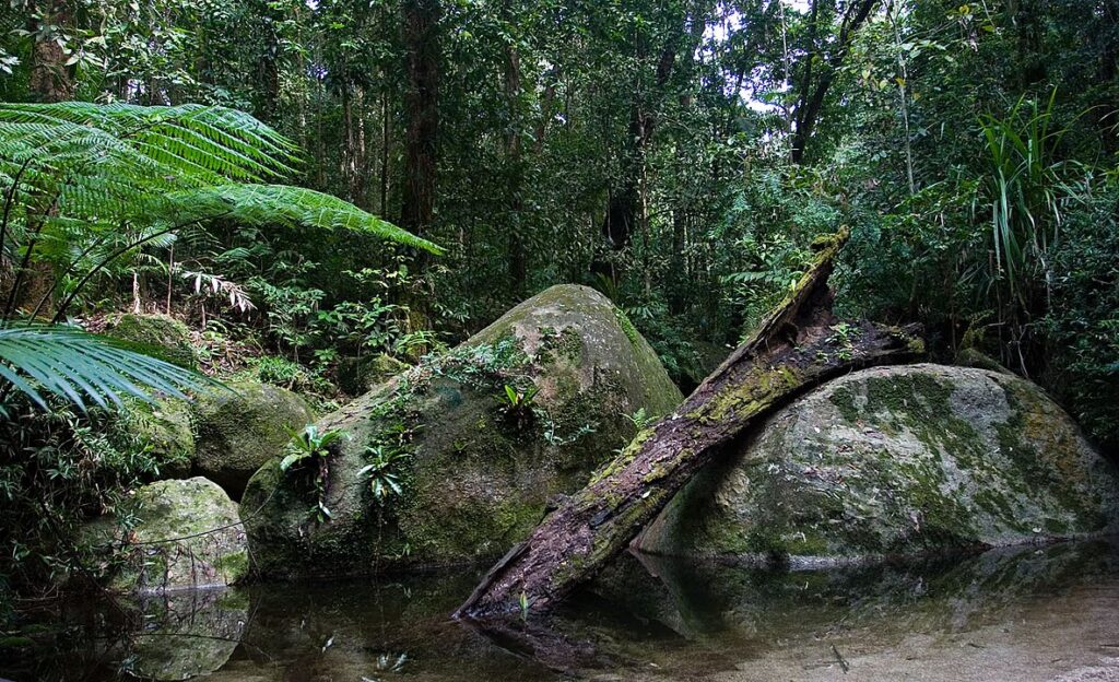 Daintree Rainforest, Australia