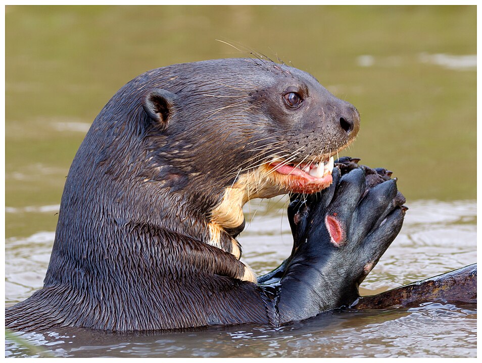 Giant Otters