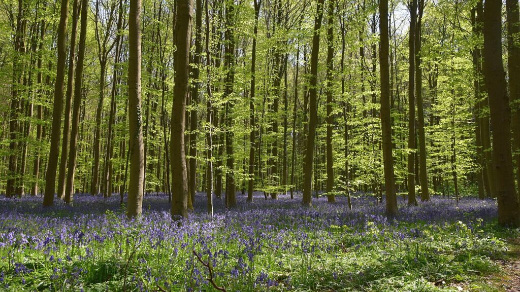 Hallerbos, Belgium