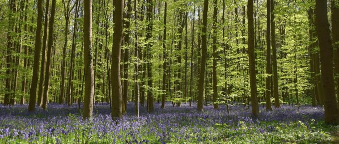 Hallerbos, Belgium