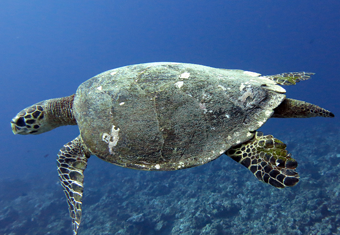 Hawksbill Turtles