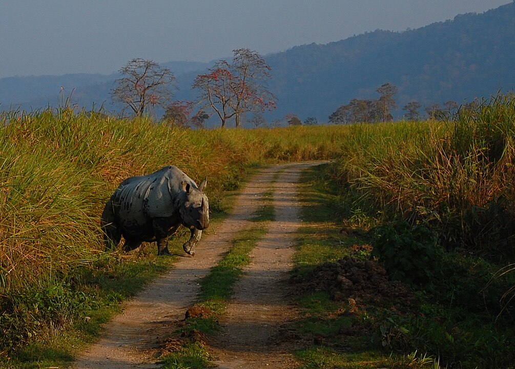 Kaziranga National Park, India