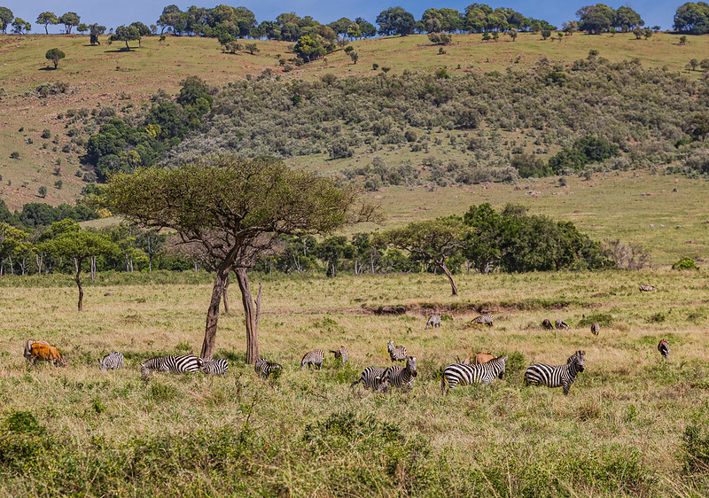 Maasai Mara National Reserve, Kenya