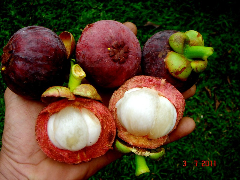 Mangosteen Jelly (Southeast Asia)