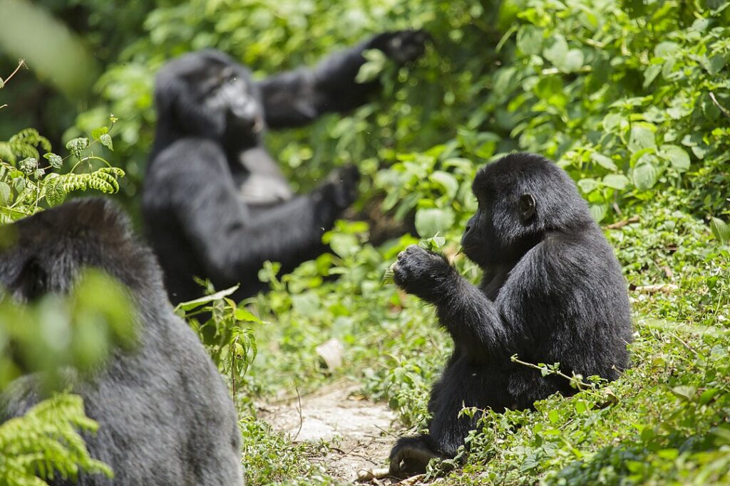 Mountain Gorillas