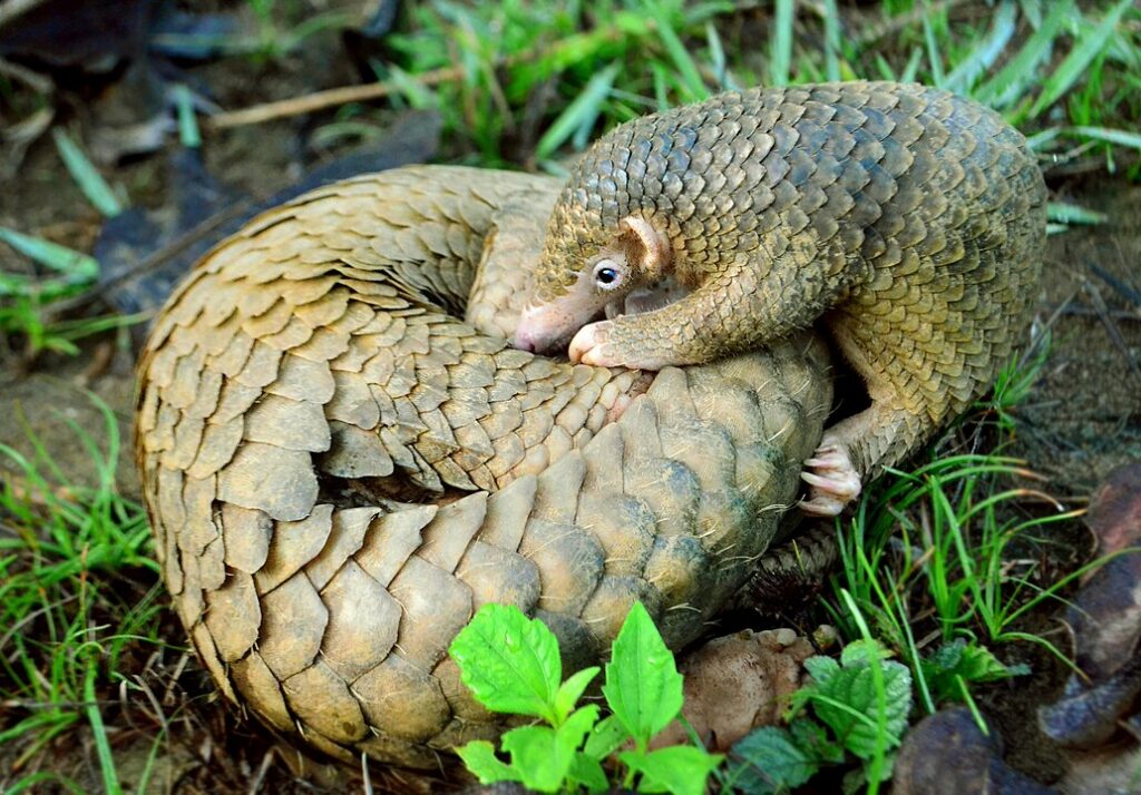 Pangolins