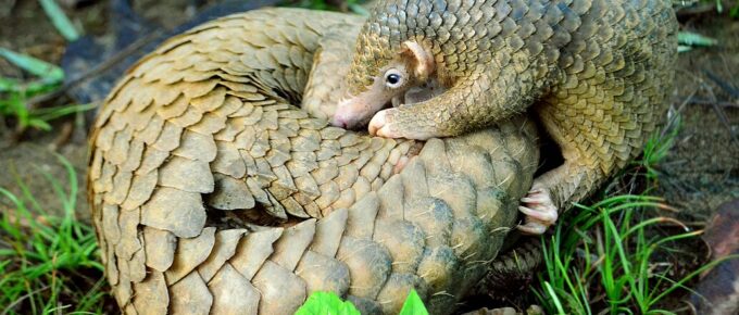 Pangolins