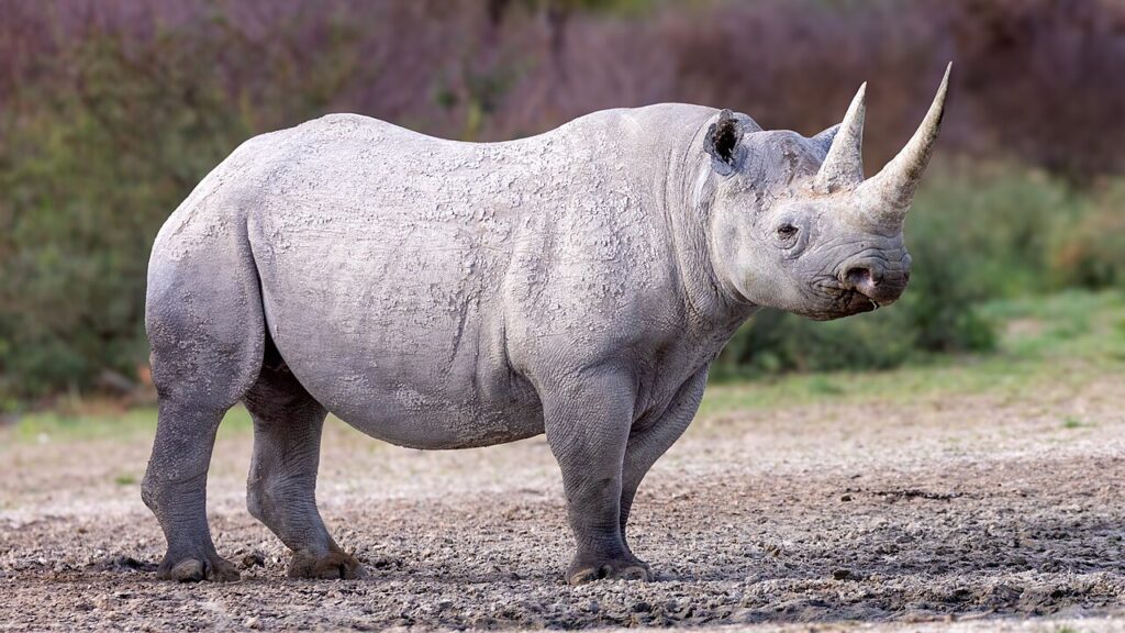 Rhinos