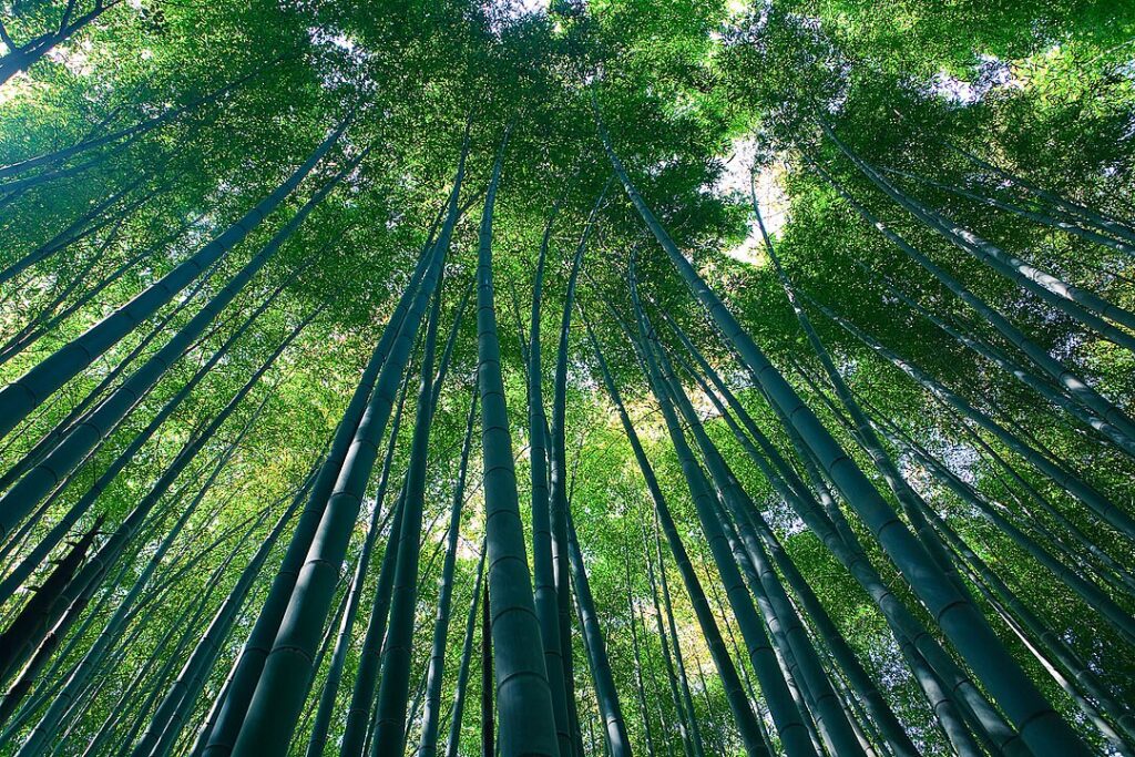 Sagano Bamboo Forest, Japan